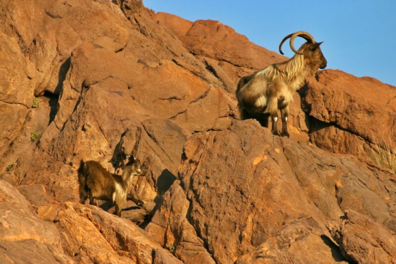 Cargèse: Scandola and Piana Boat Tour with Stop at Girolata - Navigating Corsica’s Famous Coastline in a Small, Agile Boat