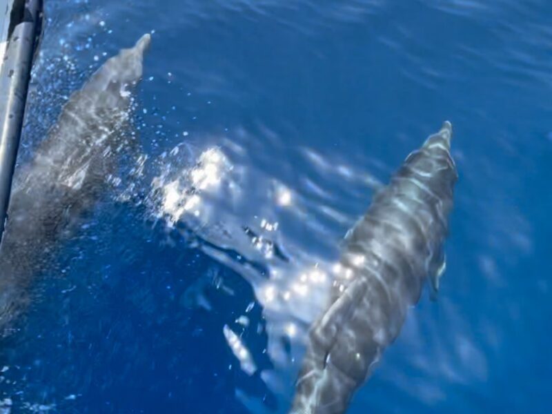 Cargèse: Scandola, Girolata, and Piana Afternoon Boat Tour - The Experience Onboard: Comfort and Crew