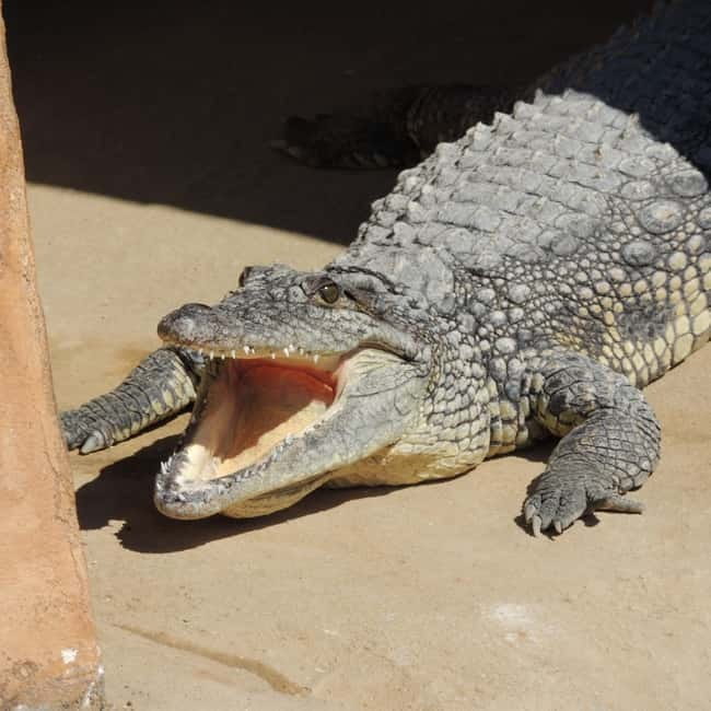 Carini: admission ticket to the Biopark of Sicily - Key Points