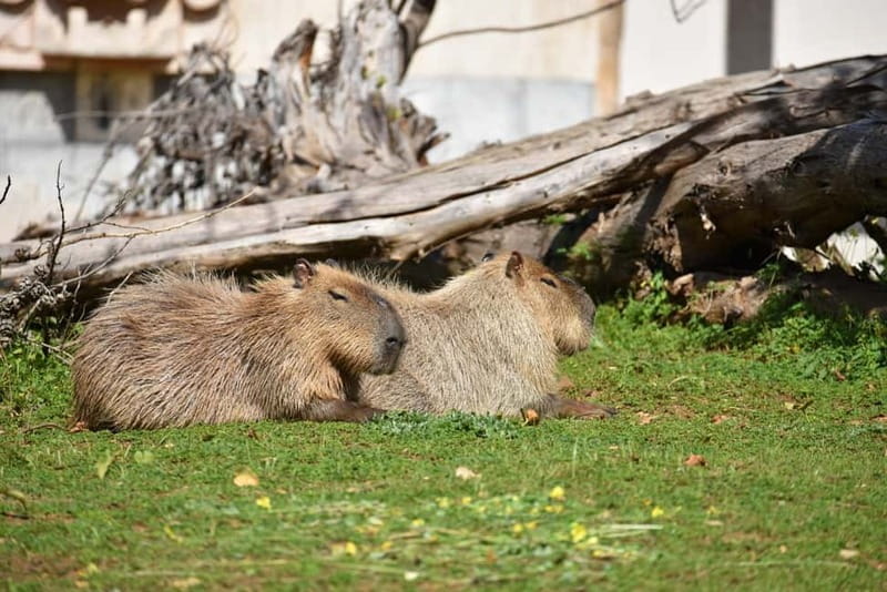 Carini: admission ticket to the Biopark of Sicily - The Biopark of Sicily: A World of Animals and Nature