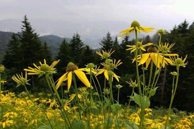 Carolina Waterfalls and Highlands Private VIP Boutique Tour - Who Will Enjoy This Tour Most?