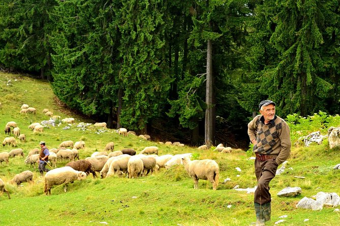 Carpathians in Romania: Piatra Craiului National Park with native Spanish guide. - Who Will Enjoy This Piatra Craiului National Park Tour?