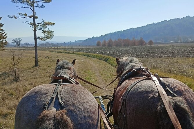 Carriage rides in the heart of the Luberon - The Meeting Point and Practical Details