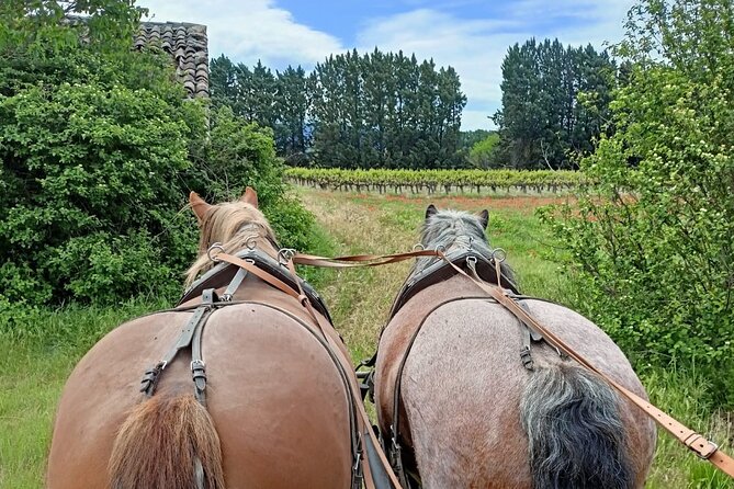 Carriage rides in the heart of the Luberon - Booking, Cancellation, and Flexibility