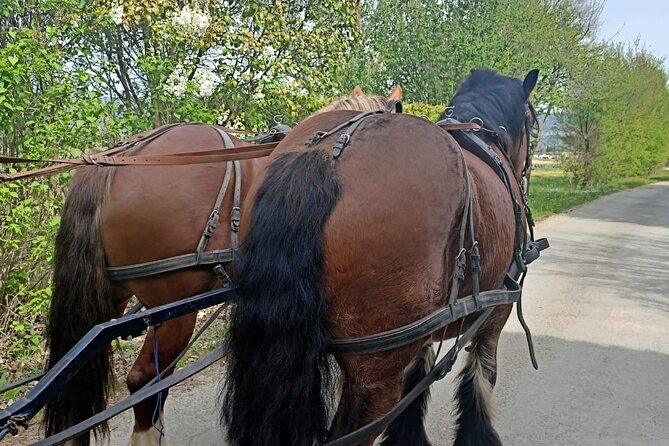 Carriage rides in the heart of the Luberon - Who Should Consider This Tour