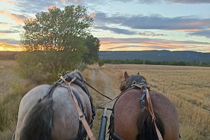 Carriage rides in the heart of the Luberon - The Sum Up: A Scenic Provençal Journey by Carriage