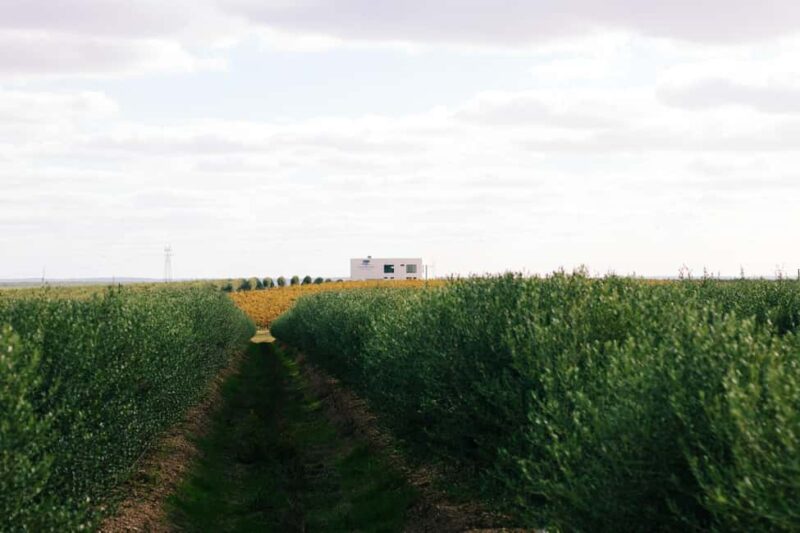 Casa Relvas, Vidigueira: Visit the Olive Press, Technical Tasting of Olive Oils and Wines - Key Points