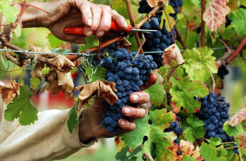 Casalnoceto: Winery Tour with Wine Tasting & Local Food - Exploring the Vineyard and the Land around Tortona