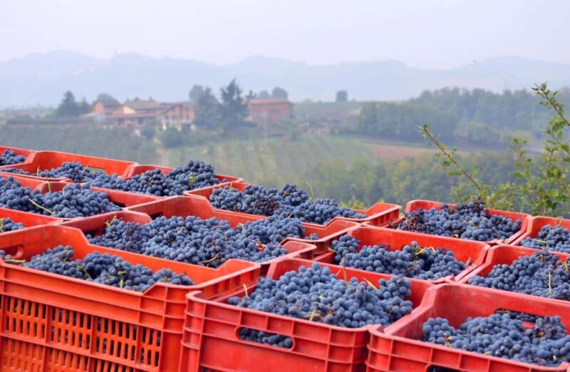 Casalnoceto: Winery Tour with Wine Tasting & Local Food - Inside the Winery: From Grape to Glass