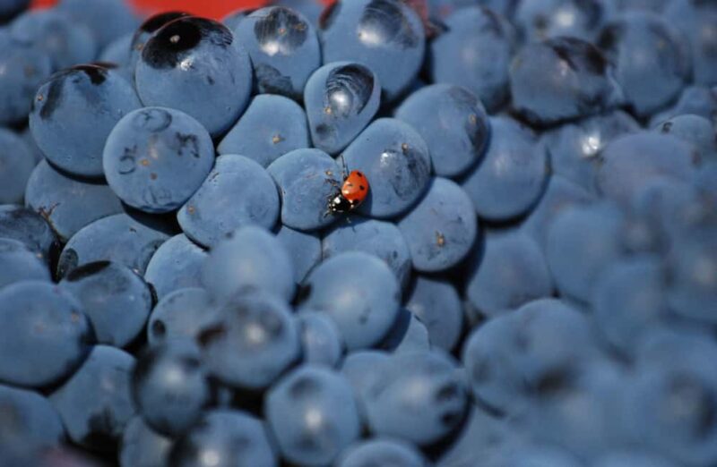 Casalnoceto: Winery Tour with Wine Tasting & Local Food - The Unique Appeal of the Timorasso Grape