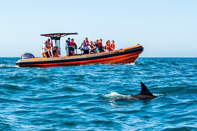 Cascais coast: Dolphin watching - Cascais Marina: The Starting Point for Dolphin Sightings