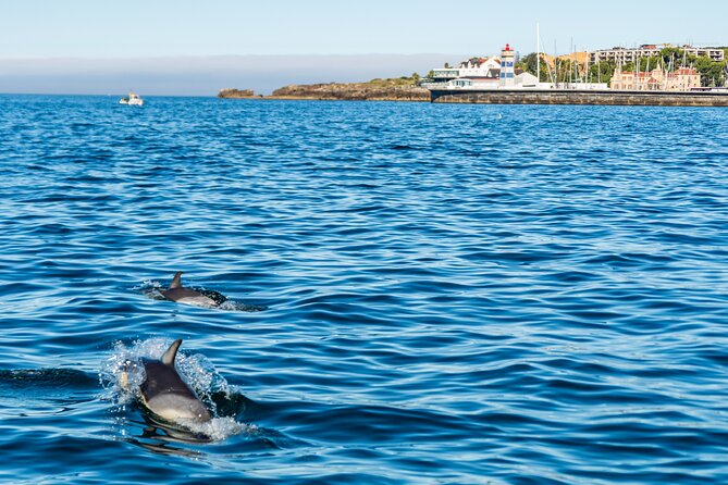 Cascais coast: Dolphin watching - Safety Measures and Equipment Included in the Tour