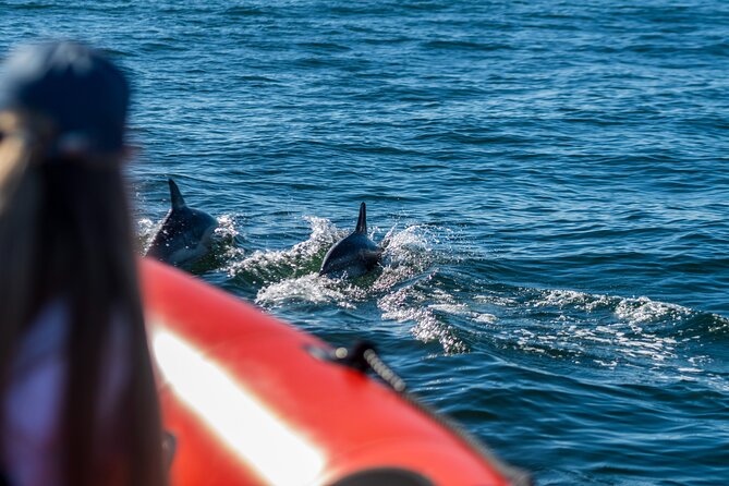 Cascais coast: Dolphin watching - Practical Details: Meeting Point, Group Size, and Booking Tips