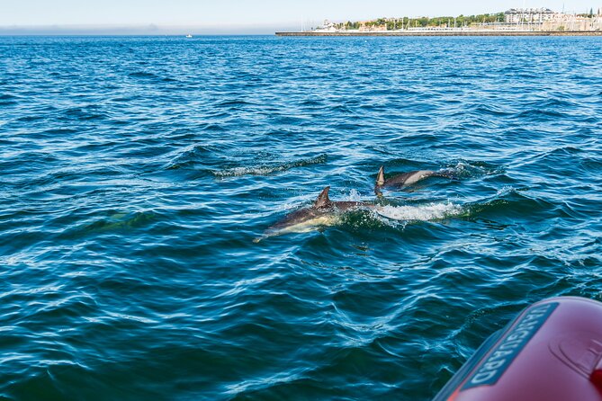 Cascais coast: Dolphin watching - Who Would Most Enjoy This Dolphin Watching Tour?