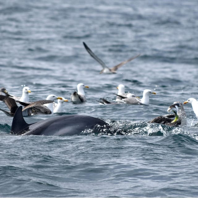 Cascais: Dolphin Watching Speedboat Tour - Key Points