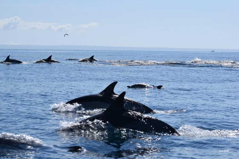 Cascais: Dolphin Watching Speedboat Tour - Exploring the Cascais Marine Habitat by Speedboat