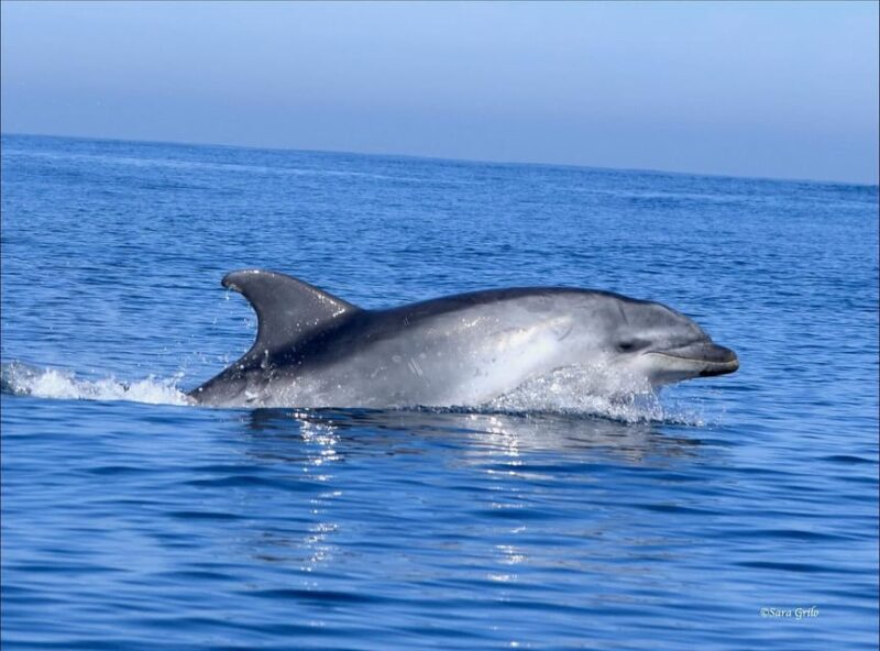 Cascais: Dolphin Watching Speedboat Tour - Respectful Wildlife Observation and Environmental Care