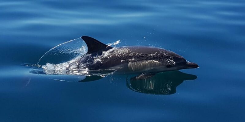 Cascais: Dolphin Watching Speedboat Tour - The Scenic Coastal Views and Natural Beauty