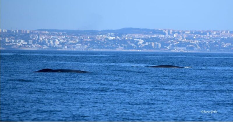 Cascais: Dolphin Watching Speedboat Tour - The Guides and Multilingual Support