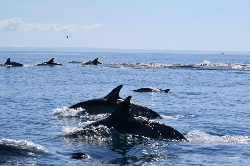 Cascais: Dolphin Watching Speedboat Tour - Family-Friendly Aspects and Physical Considerations