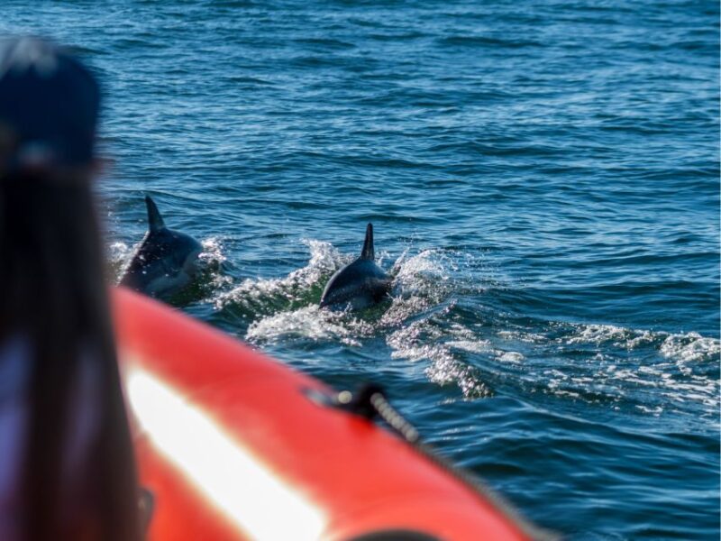 Cascais: Dolphin Watching Tour - What to Bring for a Comfortable and Safe Trip
