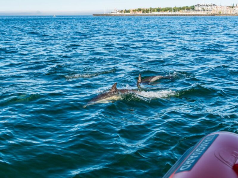 Cascais: Dolphin Watching Tour - Key Points