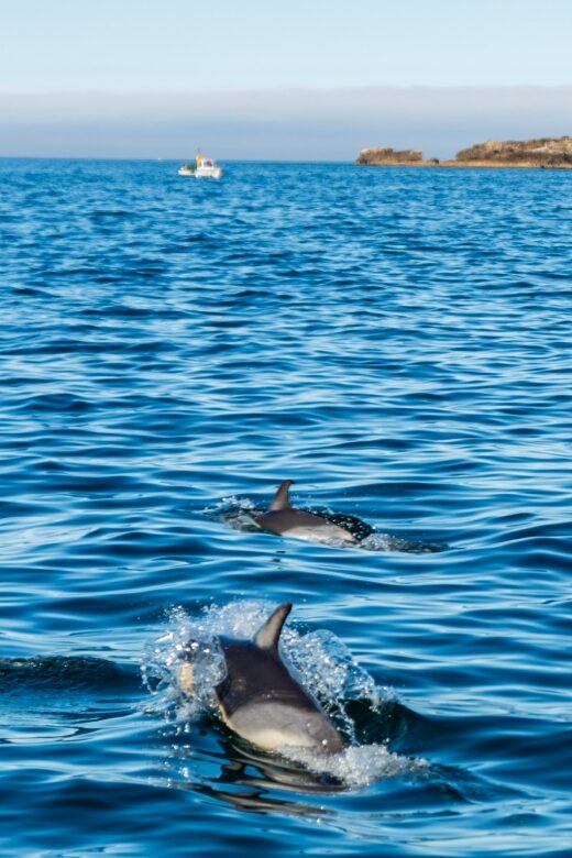 Cascais: Dolphin Watching Tour - The Experience Compared to Similar Tours