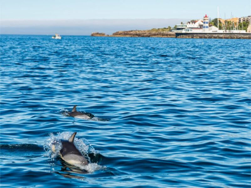 Cascais: Dolphin Watching Tour - Final Thoughts on the Cascais Dolphin Watching Tour