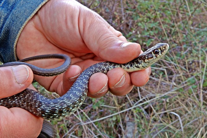 Castel del Monte: excursion in the Alta Murgia National Park - Key Points