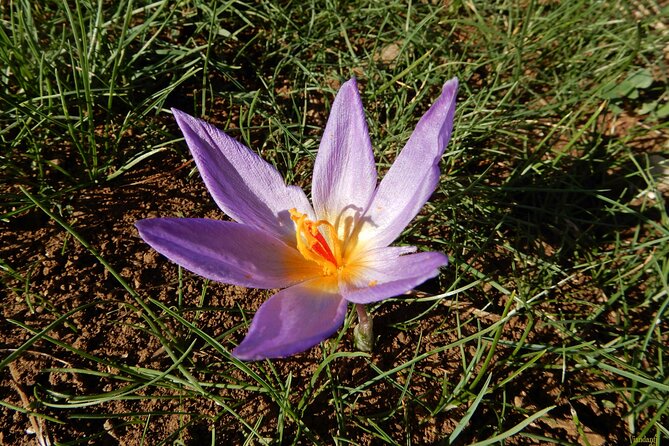 Castel del Monte: excursion in the Alta Murgia National Park - Practical Details of the Tour Logistics
