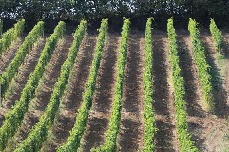 Castell'Arquato: Winery tour and tasting Colli Piacentini wines - Key Points