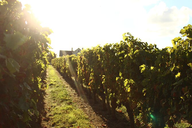 Castle Epicurean Experience with Wine & Local Specialties - The Food and Drink: Local Flavors on Offer