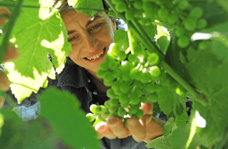 Castle Winery Tour & Tasting near Lake Maggiore - Key Points