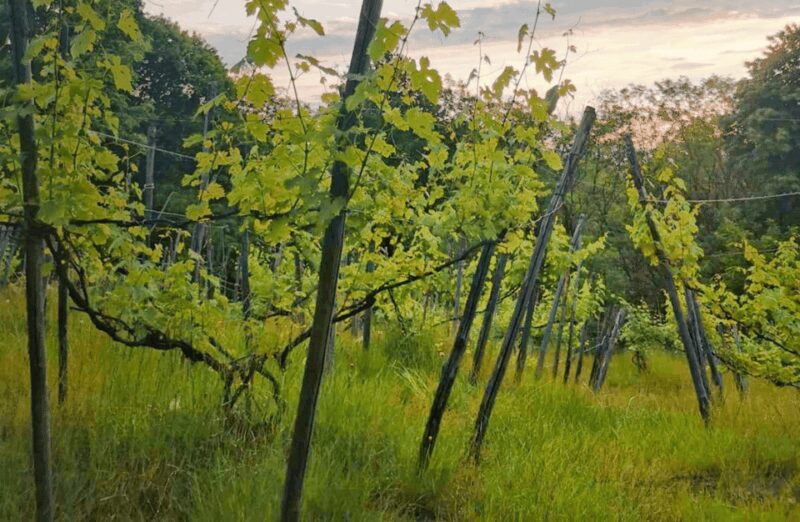 Castle Winery Tour & Tasting near Lake Maggiore - The Food and Drink Pairings