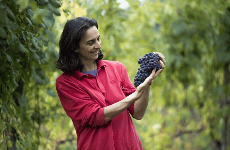 Castle Winery Tour & Tasting near Lake Maggiore - Practical Details and Logistics