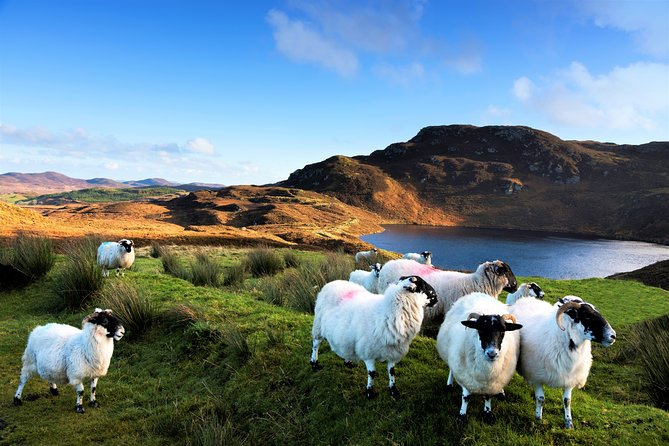 Castles of Connemara tour departing Galway. Private guided. - Why This Tour Stands Out Among Connemara Experiences