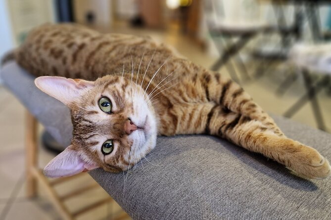 Cat Museum Budapest Entry Ticket - Practical Tips for Visiting the Cat Museum