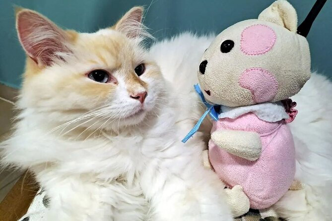 Cat Museum Budapest Entry Ticket - The Atmosphere and Staff Friendliness