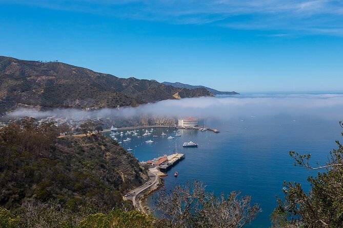 Catalina Island 2-Hour Insider Adventure Tour - Exploring the Rugged Interior: What You See Along the Way