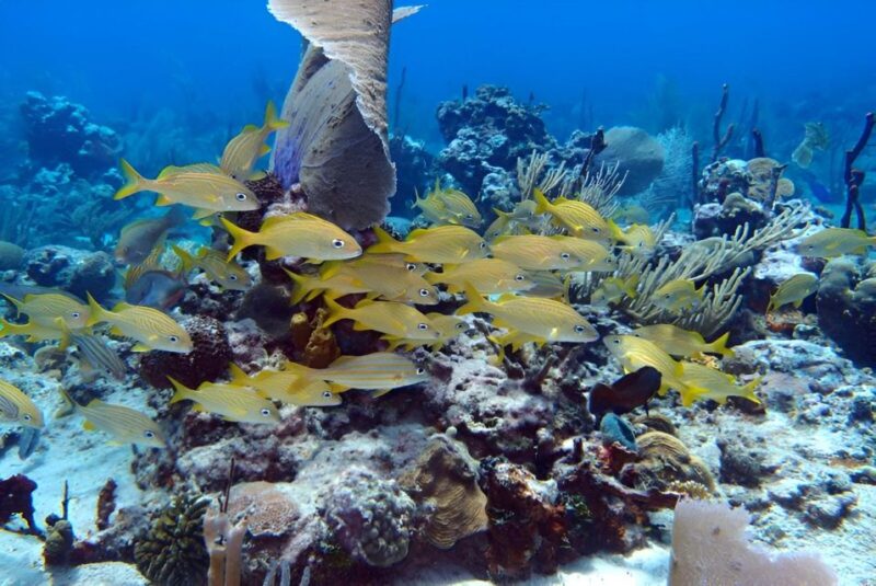 Catalina Island Full-Day Snorkeling + Lunch from Punta Cana - Best Suited For: Marine and Scenic Enthusiasts