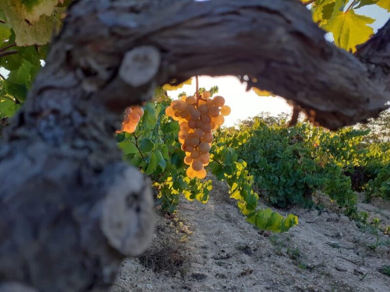 Catalonia: Unique, bespoke wine cellar visits - Exclusive, Made-to-Measure Wine Experiences in Catalonia