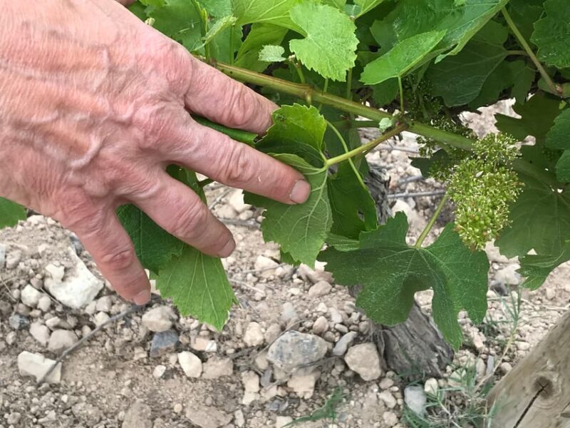 Catalonia: Unique, bespoke wine cellar visits - The Flexibility of Tour Options and Additional Services