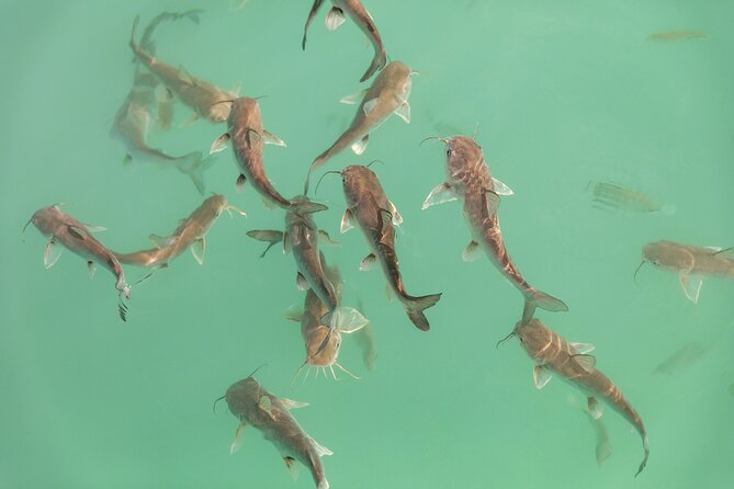 Catamaran Adventure: Sailing and Swimming in the Bacalar Lagoon - The Sailing Route and Water Activities