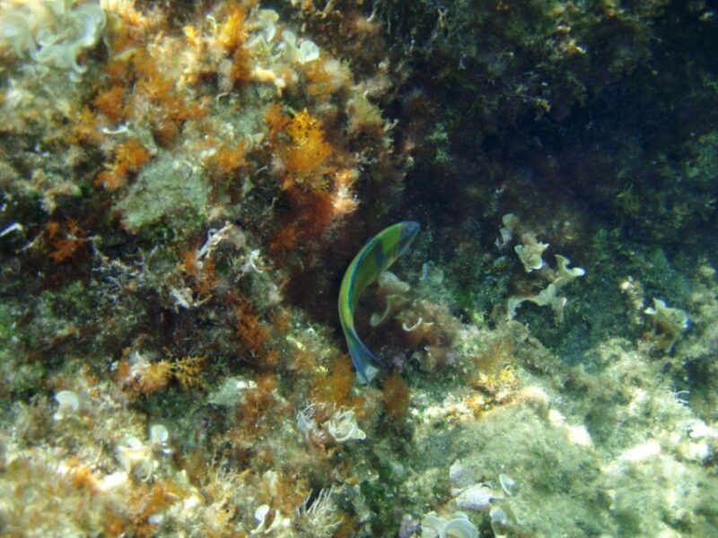 Catamaran Afternoon Cruise: Kleftiko half day with sunset - Discover Milos from the Sea on a Half-Day Catamaran Cruise