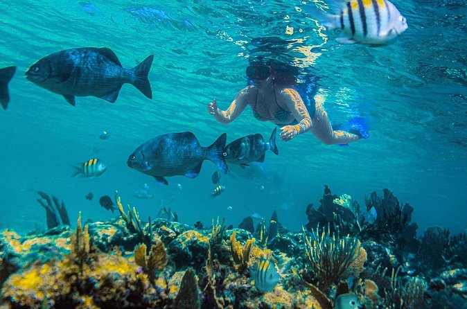 Catamaran along the Riviera Maya Snorkel food and open bar - Snorkeling Adventure at Inah Reef with Expert Guides