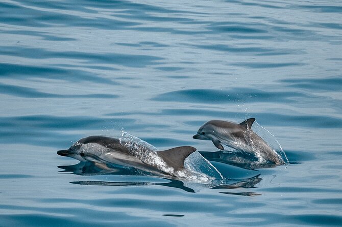 CATAMARAN OCEAN CRUISE TOUR, Food & Drinks included! - The Departure and Pickup Experience in South Tenerife