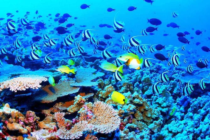 Catamaran Sail and Snorkeling Tour with Open Bar in Puerto Morelos - Additional Costs and Practical Tips