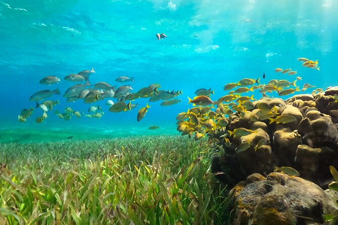 Catamaran Snorkeling and Lunch Tour to Isla Mujeres Included - Final Thoughts on the Catamaran Snorkeling and Lunch Tour to Isla Mujeres