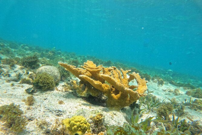 Catamaran with Snorkeling and Playa Norte Beach, Isla Mujeres - Logistics: Meeting Point, Timing, and Group Size