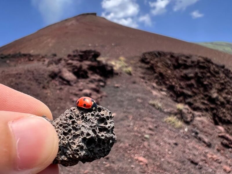 Catania: Etna Morning Excursion with Tasting and Pickup - Scenic Drive and Viewpoints Over the Valle del Bove